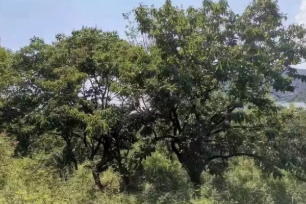 种植板栗有哪些注意事项,适宜的是在8-15度