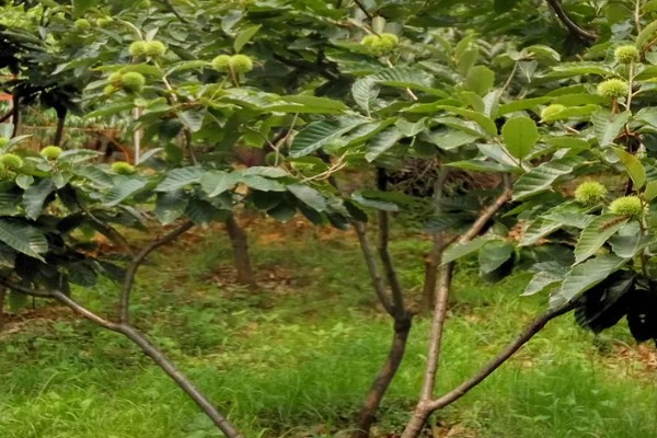 种植板栗有哪些注意事项,适宜的是在8-15度