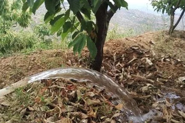 种植板栗有哪些注意事项,适宜的是在8-15度