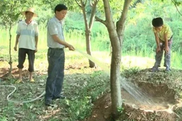 种植板栗有哪些注意事项,适宜的是在8-15度
