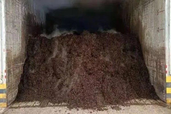 双孢菇如何种植，首次翻堆在建堆6天后