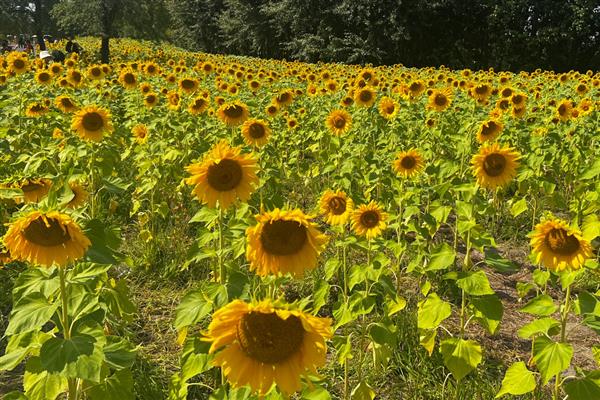 向日葵叶子发黄如何解决，受到暴晒时要转移到阴凉处养护