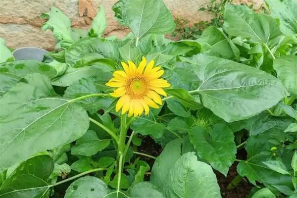 向日葵叶子发黄如何解决，受到暴晒时要转移到阴凉处养护