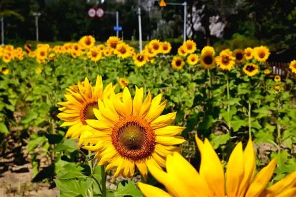 向日葵叶子发黄如何解决，受到暴晒时要转移到阴凉处养护