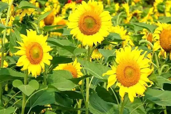 向日葵叶子发黄如何解决，受到暴晒时要转移到阴凉处养护