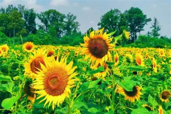 向日葵叶子发黄如何解决，受到暴晒时要转移到阴凉处养护