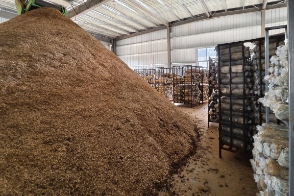 双孢菇如何种植，首次翻堆在建堆6天后