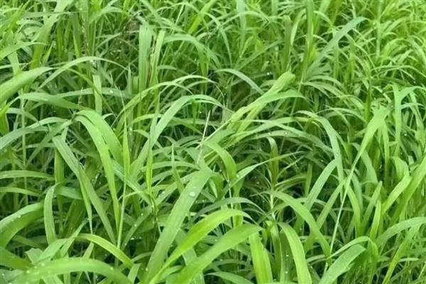 草为什么会绿,是叶片内含有叶绿素