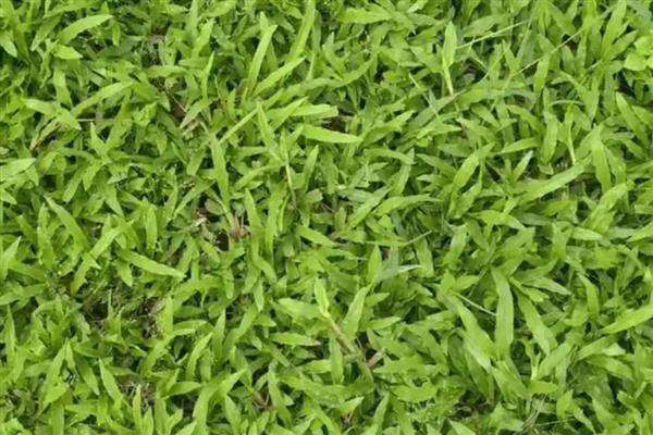 草为什么会绿,是叶片内含有叶绿素