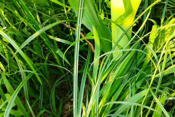 草为什么会绿,是叶片内含有叶绿素