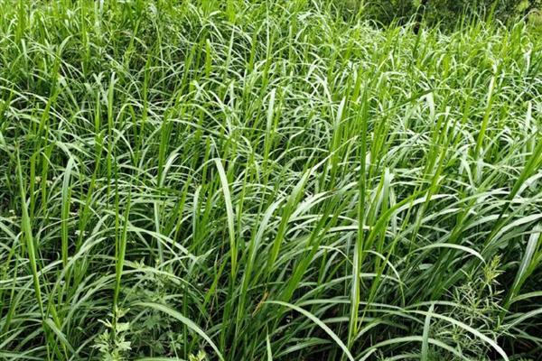 草为什么会绿,是叶片内含有叶绿素