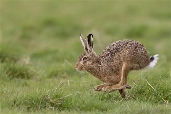 野兔喜欢在什么天气活动，常在晴天深夜或凌晨觅食