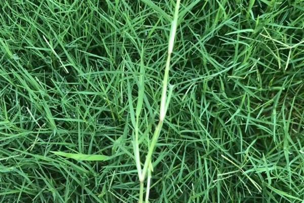 草为什么会绿,是叶片内含有叶绿素