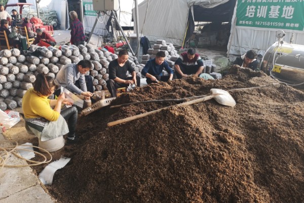 双孢菇如何种植，首次翻堆在建堆6天后