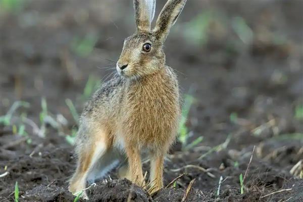 野兔喜欢在什么天气活动，常在晴天深夜或凌晨觅食