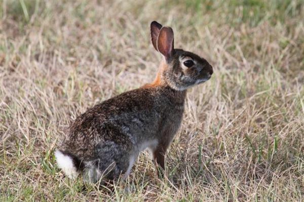 野兔喜欢在什么天气活动，常在晴天深夜或凌晨觅食