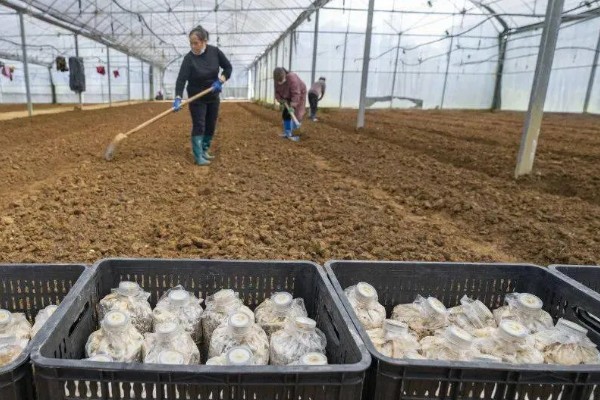 双孢菇如何种植，首次翻堆在建堆6天后