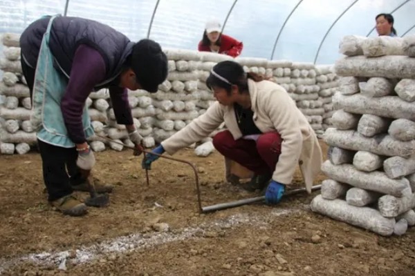 双孢菇如何种植，首次翻堆在建堆6天后