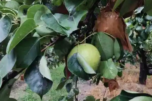 如何化学防治果蝇，可喷洒敌百虫