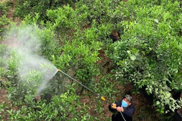 如何化学防治果蝇，可喷洒敌百虫