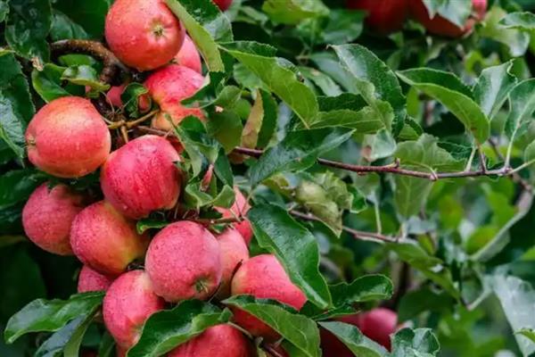 如何化学防治果蝇，可喷洒敌百虫