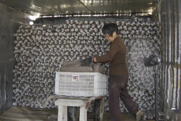 双孢菇如何种植，首次翻堆在建堆6天后