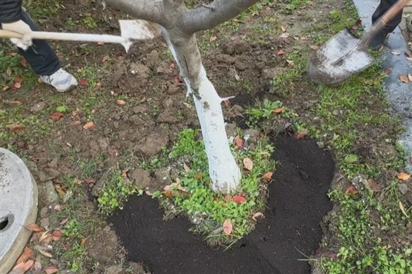 磷钾肥料是什么，指的是富含磷元素、钾元素的化肥