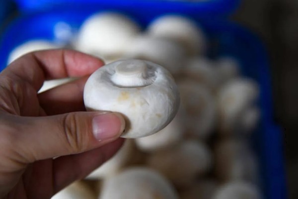 双孢菇如何种植，首次翻堆在建堆6天后