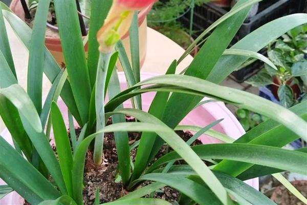 为什么紫根兰不开花,可能是土壤板结所致