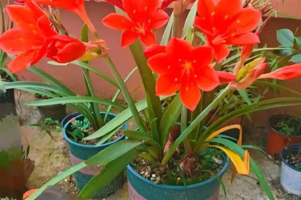 为什么紫根兰不开花,可能是土壤板结所致