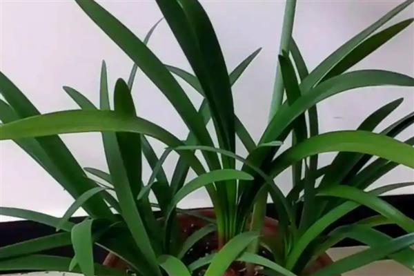 为什么紫根兰不开花,可能是土壤板结所致