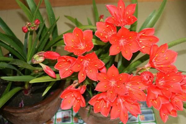 为什么紫根兰不开花,可能是土壤板结所致