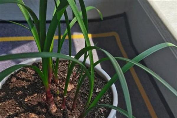 为什么紫根兰不开花,可能是土壤板结所致