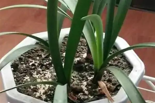 为什么紫根兰不开花,可能是土壤板结所致