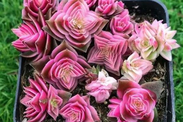 茜之塔的形态特征，其叶片呈心形或长三角形