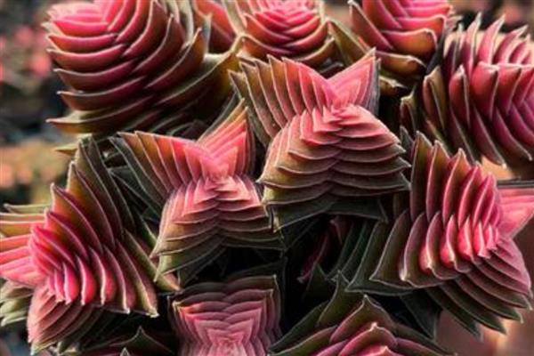 茜之塔的形态特征，其叶片呈心形或长三角形