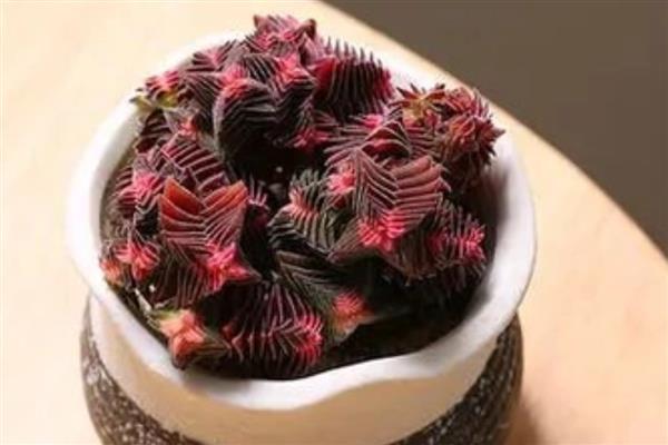 茜之塔的形态特征，其叶片呈心形或长三角形