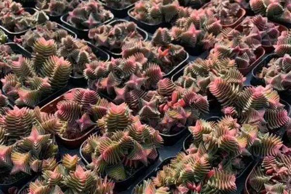 茜之塔的形态特征，其叶片呈心形或长三角形