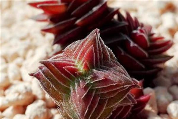 茜之塔的形态特征，其叶片呈心形或长三角形