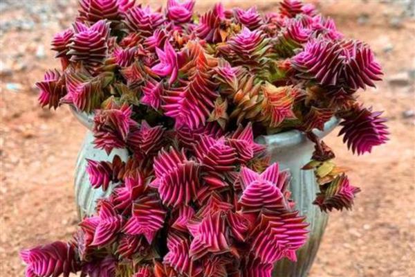 茜之塔的形态特征，其叶片呈心形或长三角形