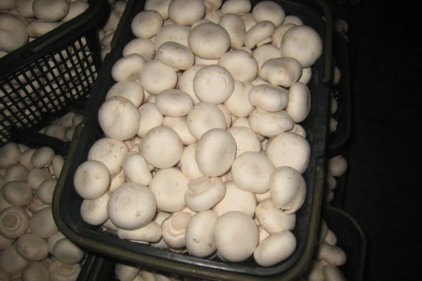 双孢菇如何种植，首次翻堆在建堆6天后