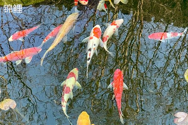 锦鲤和锦鲫有什么区别,前者原产于日本、后者原产于中国