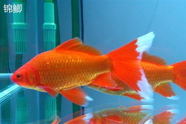 锦鲤和锦鲫有什么区别,前者原产于日本、后者原产于中国