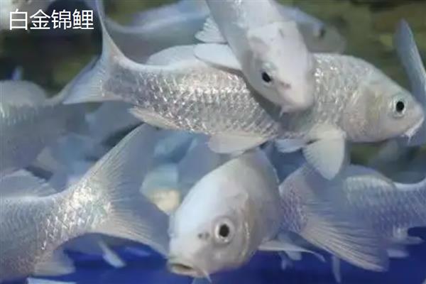 锦鲤和锦鲫有什么区别,前者原产于日本、后者原产于中国