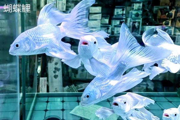 锦鲤和锦鲫有什么区别,前者原产于日本、后者原产于中国