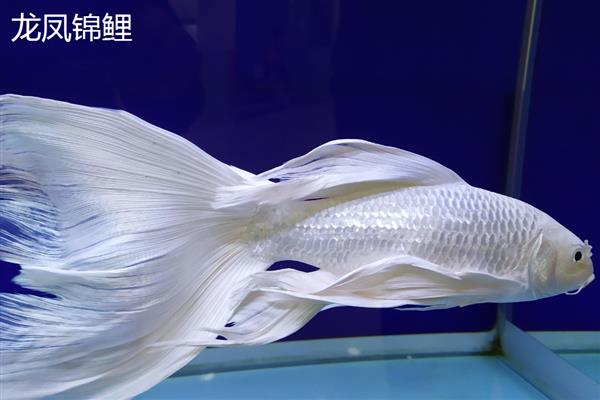 锦鲤和锦鲫有什么区别,前者原产于日本、后者原产于中国