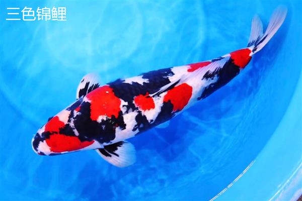 锦鲤和锦鲫有什么区别,前者原产于日本、后者原产于中国