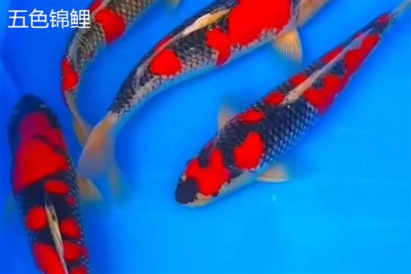 锦鲤和锦鲫有什么区别,前者原产于日本、后者原产于中国