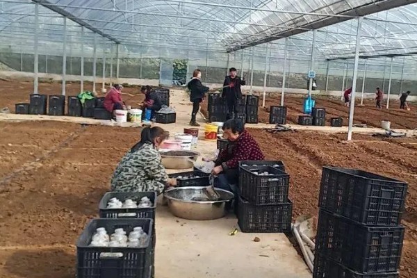 双孢菇如何种植，首次翻堆在建堆6天后