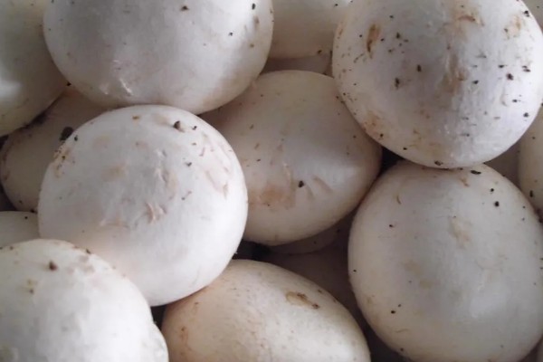 双孢菇如何种植，首次翻堆在建堆6天后